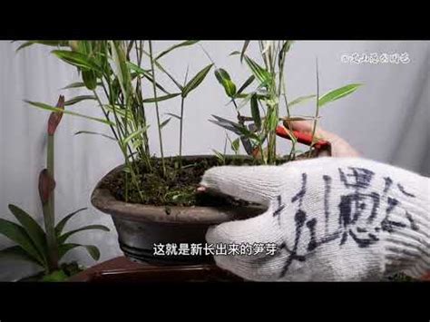 觀賞竹種植|竹盆栽盆栽照護指南